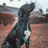 Adventure Leash - Aqua